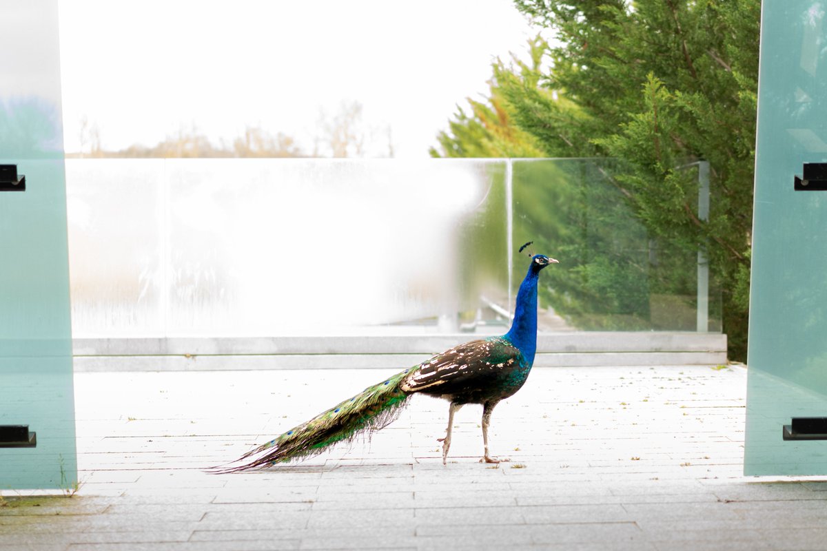 🦚🦚Guess who decided to join CIC energiGUNE? 2 majestic #peacocks!🎉
They might not be experts in #hydrogen,🔋#batteries or 🔥#thermal management but they've got flair, they've got style, and a knack for turning heads. Who wouldn't want that kind of energy in the workplace? 😉