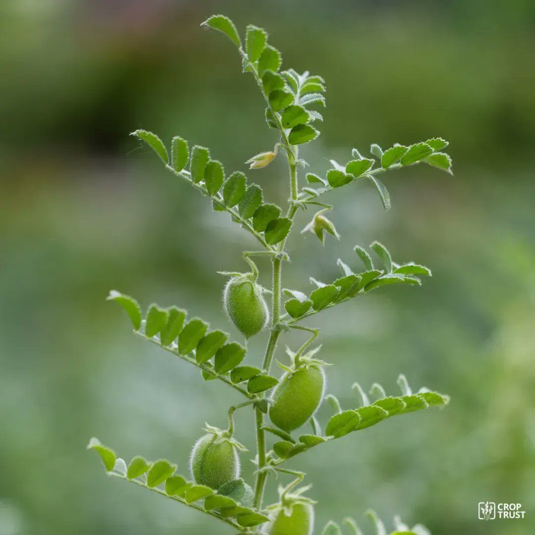 Chickpea, the main ingredient in hummus and falafel, is one of the most important legume crops grown in about sixty countries across the 🌍 . Cultivated for over 10,000 years, this high-protein pulse contains many essential vitamins and minerals ➡️ buff.ly/3IeTSQO