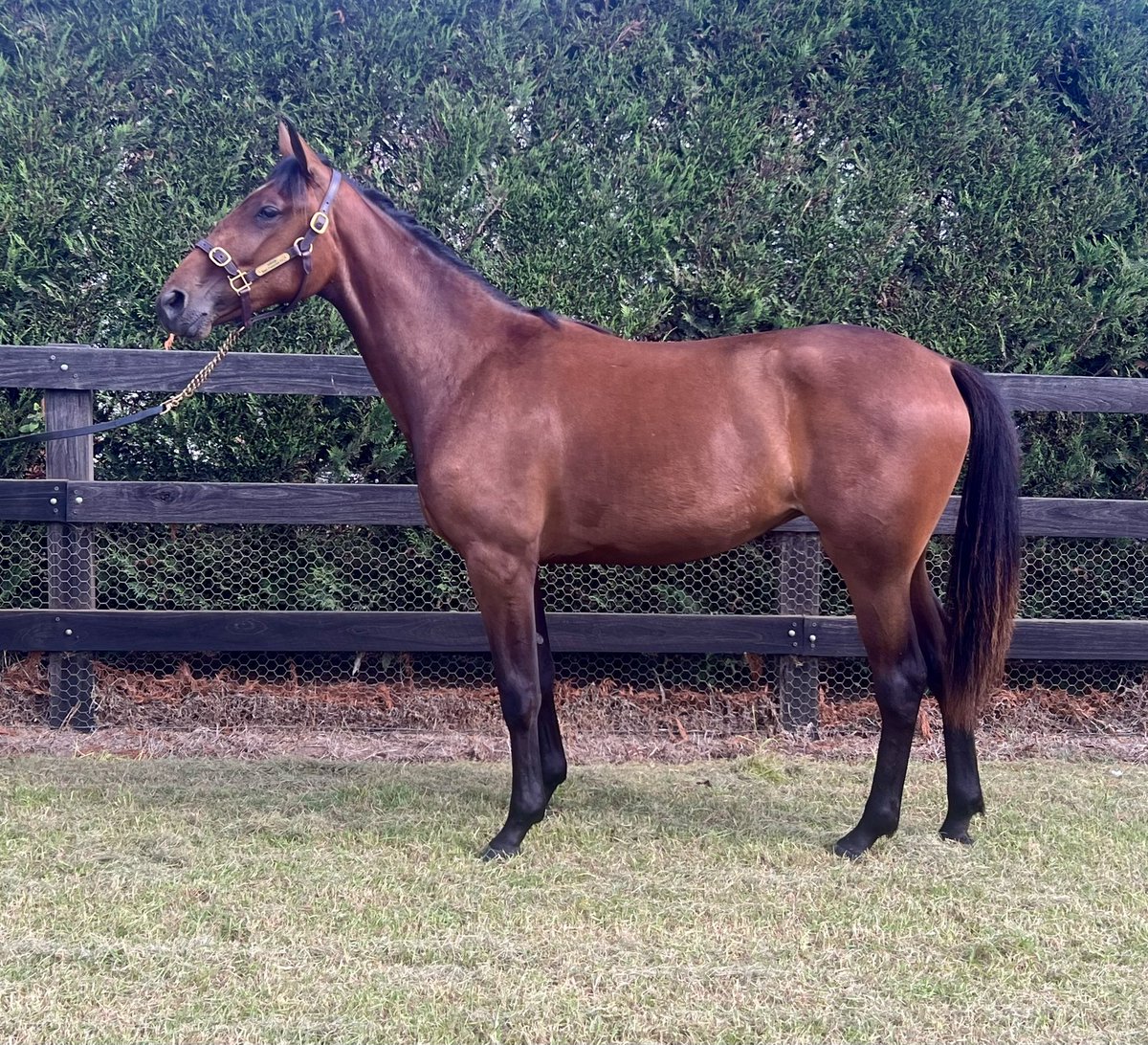 Rickie Alchin (@alchin_rickie) on Twitter photo LOT 38 in <a href="/NutrienEquineSB/">Nutrien Equine Standardbred</a> Bathurst sale on Sunday, TIMOKO / YANKEE SISTER FILLY.
The only trotter in the sale dual breed being QBRED AND NSW CHALLENGE eligible. LOT 38 in <a href="/NutrienEquineSB/">Nutrien Equine Standardbred</a> Bathurst sale on Sunday, TIMOKO / YANKEE SISTER FILLY.
The only trotter in the sale dual breed being QBRED AND NSW CHALLENGE eligible.