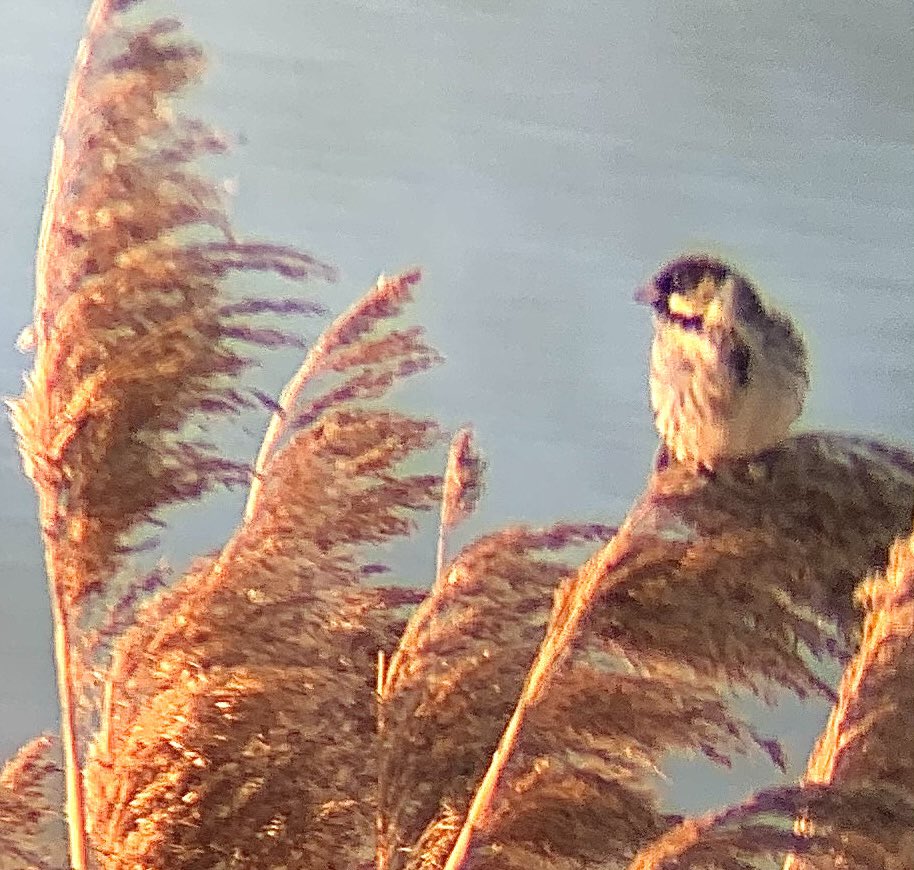 OakhamWeather's tweet image. Lovely trip Rutland water yesterday. Great to see the ospreys and other birds.   @LeicsWildlife @ospreylf