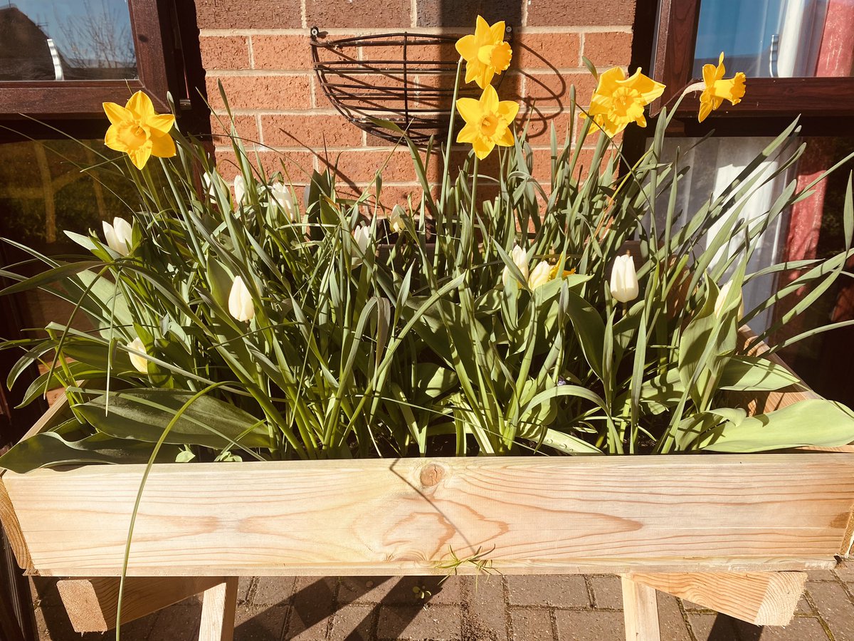 #spring has well and truly bloomed in the #Stewarthouse patient garden. The #OccupationalTherapy gardening group is every Friday afternoon, plans are well under way for more exciting projects of 2024 #LPT #NHS #blooming #FlowersOfTwitter 🌼🌺🪻🌻☀️