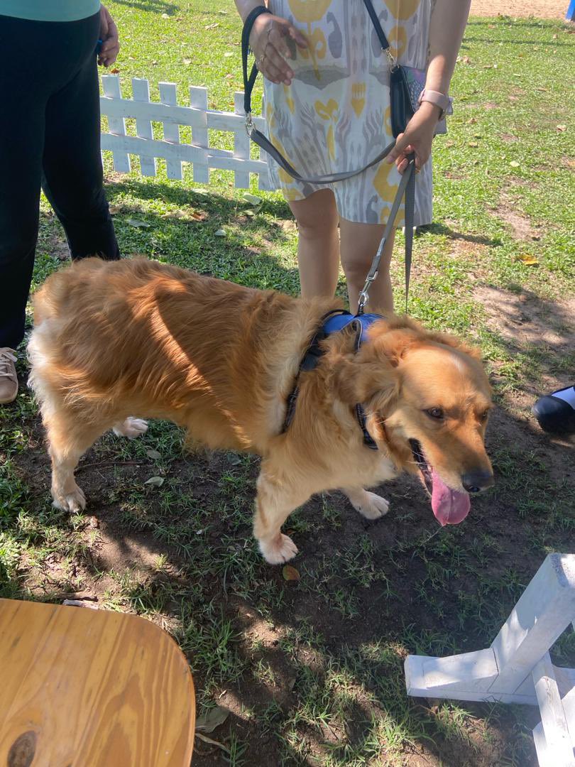 CanineAUganda's tweet image. @garugarepublic hosted two dog clubs in Entebbe, the White Swiss Shepherd Club and the Golden Retrievers Club.🐾🐾 We had a blast 💥🐾🥳🥳..
#WWSclubcau
#GRclubCau
#pedigreedogs
#caudogs