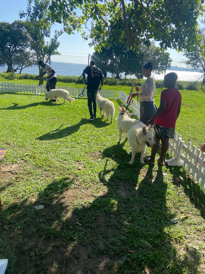 CanineAUganda's tweet image. @garugarepublic hosted two dog clubs in Entebbe, the White Swiss Shepherd Club and the Golden Retrievers Club.🐾🐾 We had a blast 💥🐾🥳🥳..
#WWSclubcau
#GRclubCau
#pedigreedogs
#caudogs