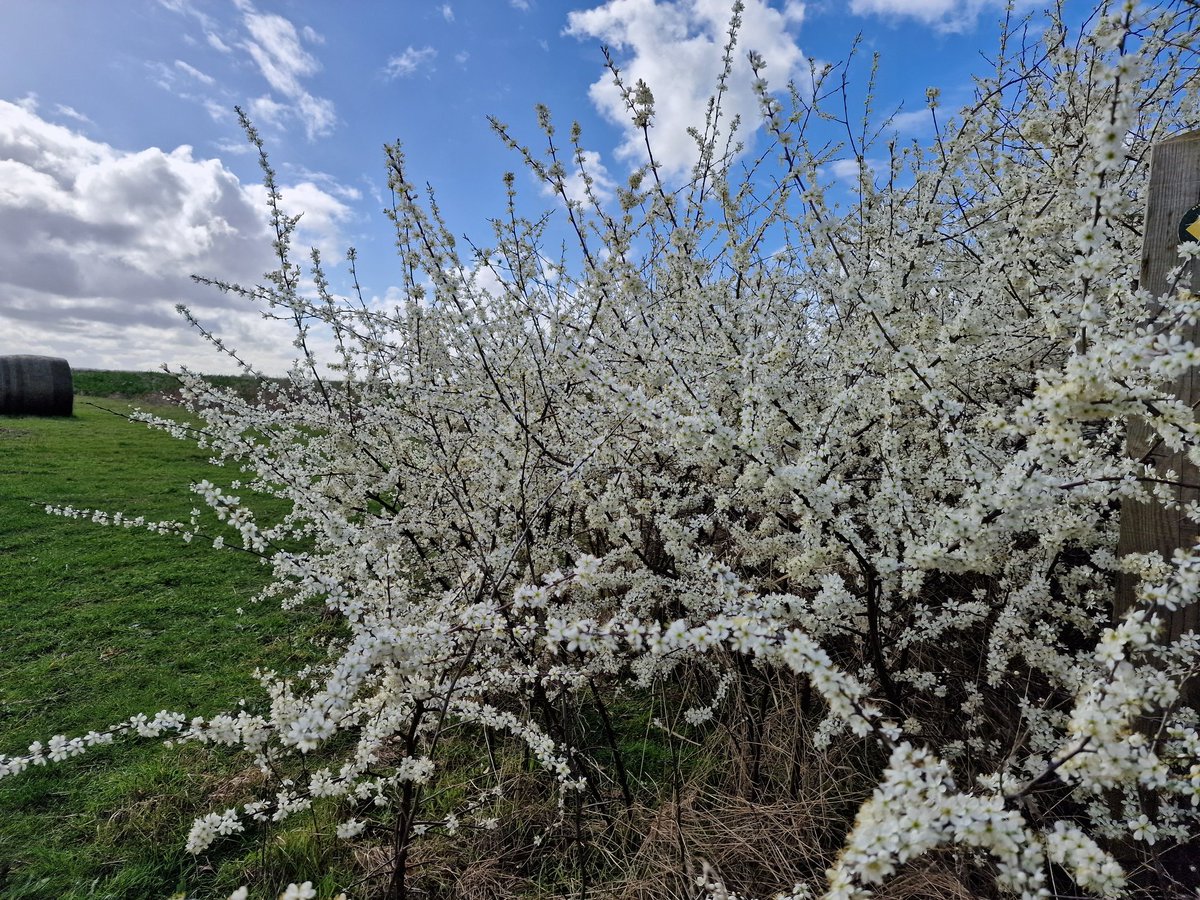 Blackthorn flowers 😍 one of the most beautiful times of year when the hedges come alive. Some very grateful pollinators already buzzing to one of the earliest sources the countryside offers 🐝