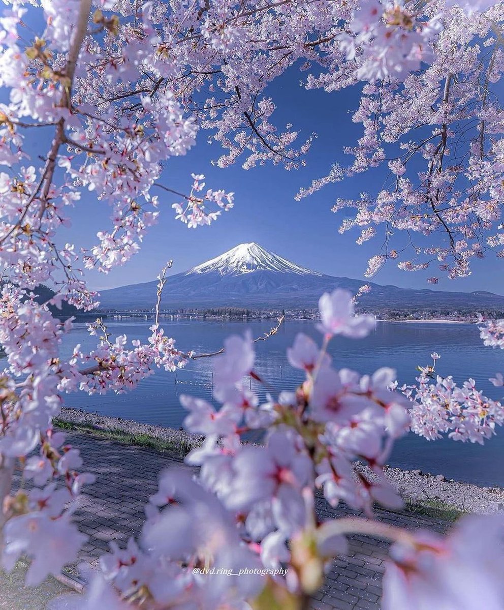 #japan #japon #mountfuji #montefuji #landscapephotography #nipon #Gorgeous #blossoms #flores #spring #hellospring #printemps