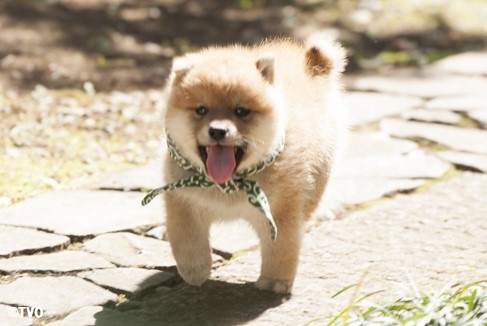 豆助 -Mamesuke- 公式 on X