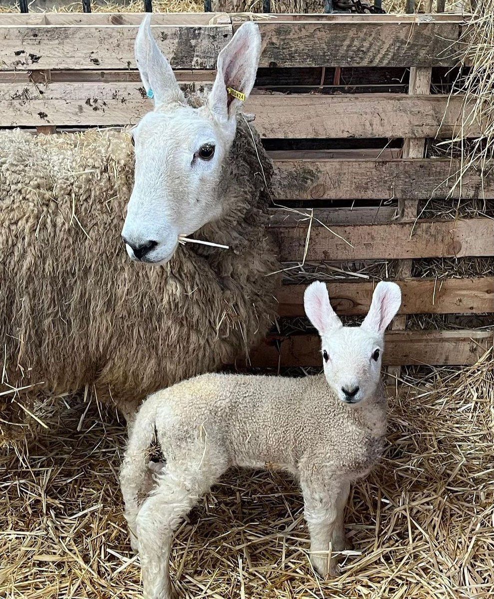 Those ears 😍 🐰 🐏 Adorable Doulton Border Leicester sheep with their distinctive ears, just another of the many identifiable different traits in British sheep breeds. . 📸 buff.ly/3Pox6cs