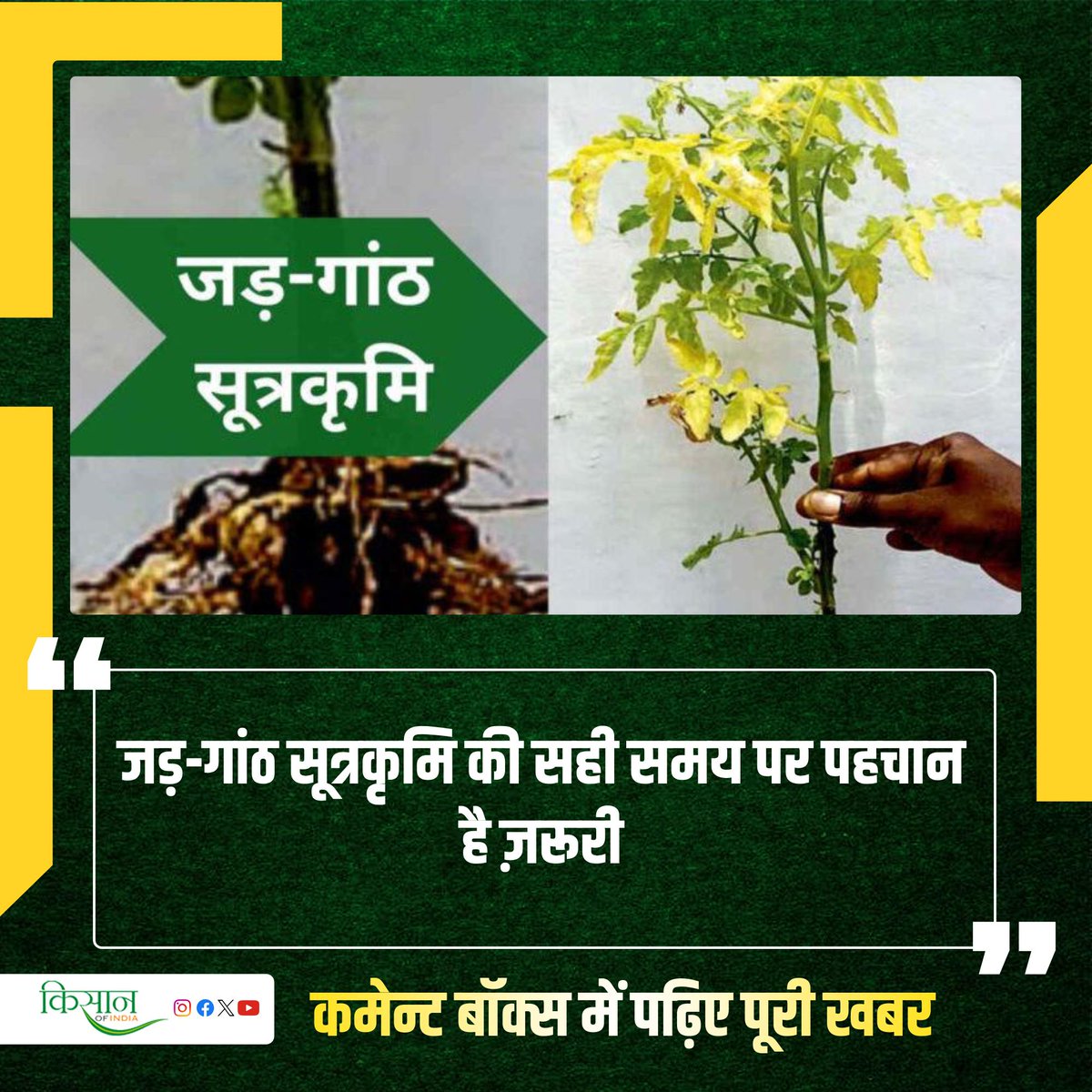 KisanofIndia's tweet photo. सूत्रकृमि प्रबंधन अपनाकर कैसे पॉलीहाउस फसलों को नुकसान से बचाएं? 

#KisanOfIndia #Agriculture #Viral #RootKnotNematode #PolyhouseFarming https://t.co/Cld8oZb8Fh
