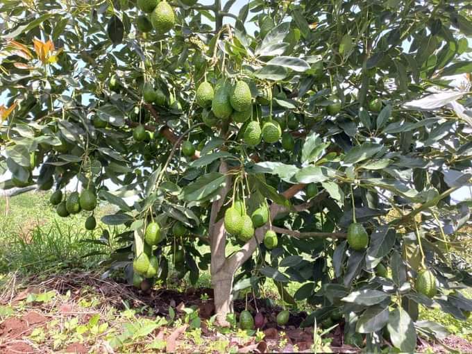 Medium Hass avocado seedlings available at Kes 300 per seedling. Contact us on ; 0769623300- Nairobi Region 0710588060- Eldoret Region 0740000044- Nakuru Region 0742194880- Mt Kenya Region 0706222888- Eastern/Coastal regions