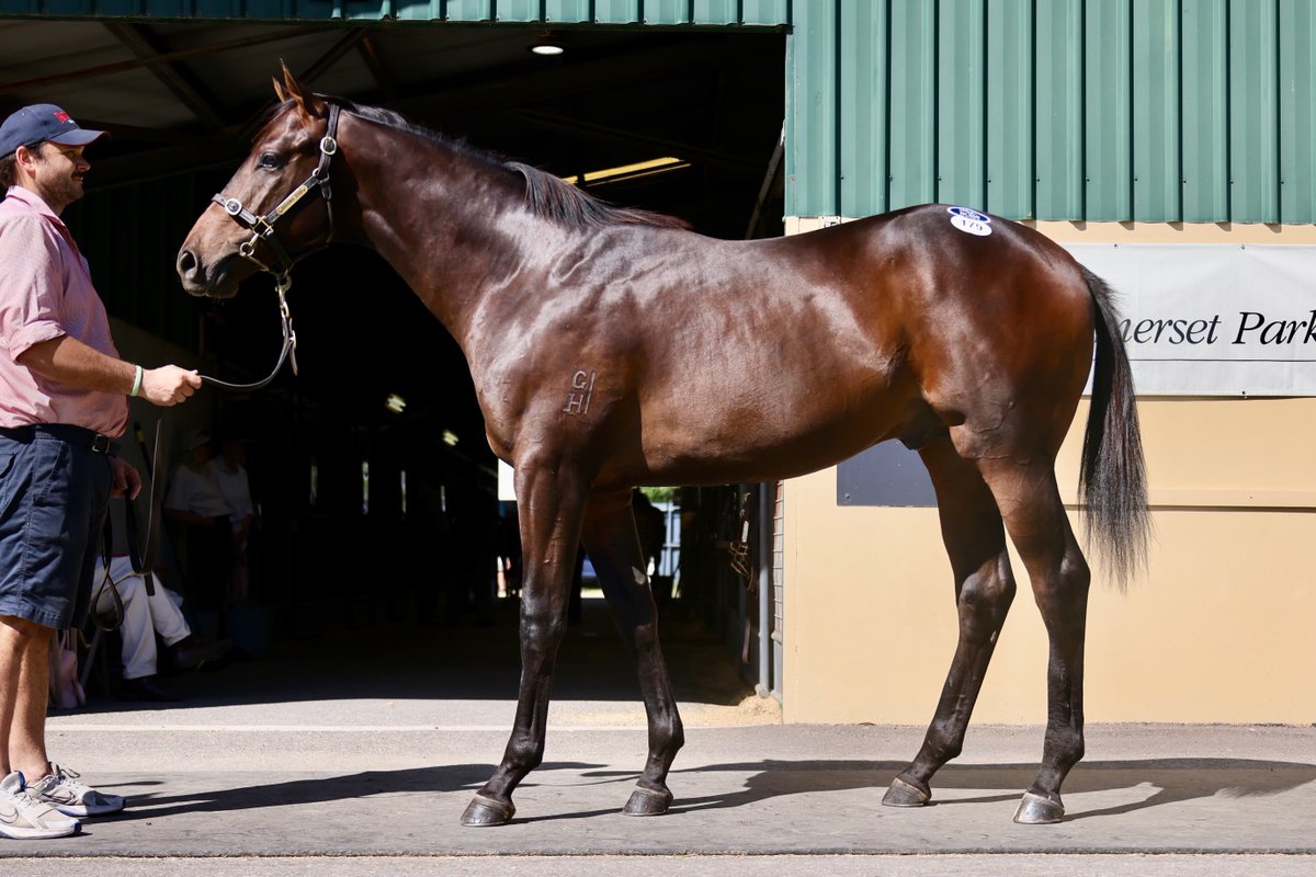 Adelaide @mmsnippets Buy #2 Lot 179 - Flying Artie x Rose Petals colt A sharp looking Flying Artie colt, just like our superstar Artorius. Click the link below to find out more: freedman.com.au/horse-for-sale…