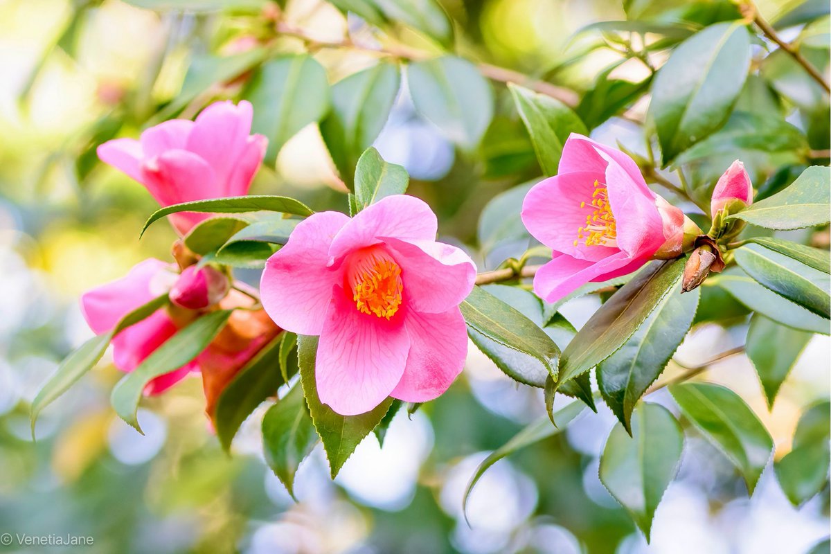 In Chinese tradition Camellia #flowers represent the eternal and inseparable union between two lovers. Unlike most other flowers, as their lovely blooms fade and drop to the ground, their petals and sepals never break their bond, always falling together as one. #folklore #nature