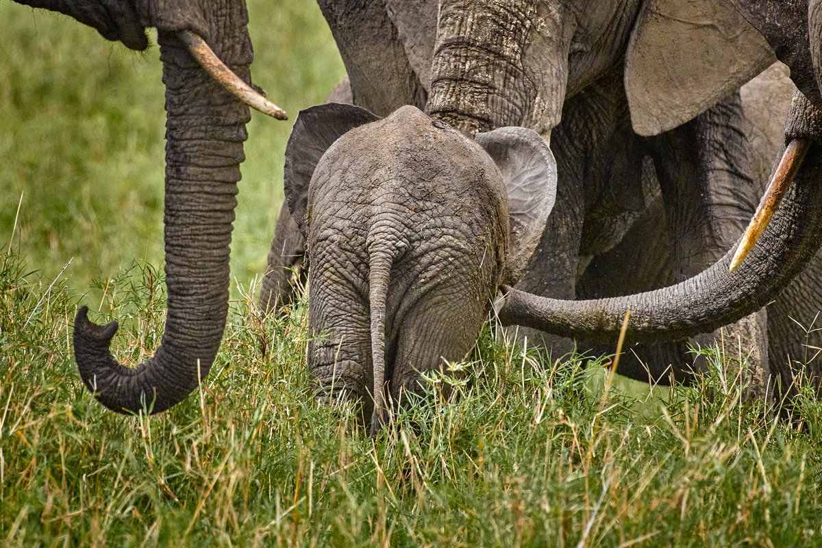That little bum is getting a good attention. 😁 | Tarangire NP | Tanzania
.
.
#africanbushelephants #wildlifes #elephant #africawildlife #tarangirenationalpark #tarangire #tanzania #bownaankamal #animallife #africageophoto #discoveryhd #biodiversity #bbcwildlifemagazine…