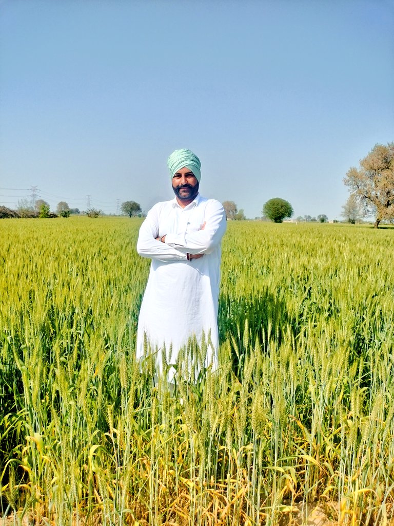 आज अपने खेत में....
#Dhillon #Haripura