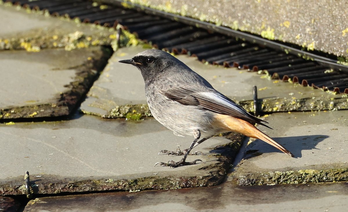 Waxwing and male Black Restart at Cranbrook and 11 Goosander and a pair of Red Crested Pochard at Shobrooke park Nr Crediton.