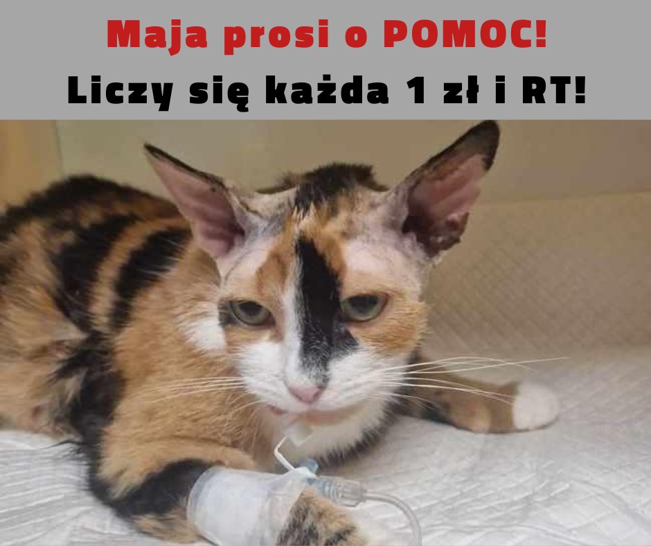 Tylko 11 dni do końca zbiórki ‼️

Maja prosi o pomoc 🙏🙏🙏
Brakuje 888 zł ... 🥺

ratujemyzwierzaki.pl/majaa-felineus