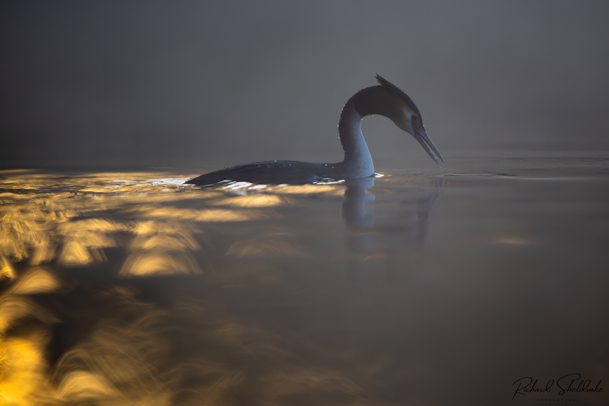 Great Crested Grebe with a glorious trail of golden light. Misty lake and still waters, sun just bursting through the trees creating this fabulous pattern in the Grebe's wake. #sharemondays2024 #appicoftheweek #wexmondays #fsprintmonday #GreatCrestedGrebe