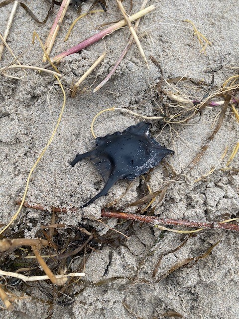 Var det verkligen ett hajägg vi hittade på stranden? dlvr.it/T4DjrW