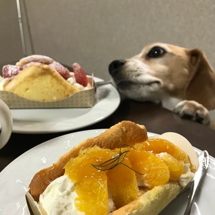Our researchers have observed the #beagle excels at sharing. #beaglefacts 📷 @beagle_angela_o / Twitter