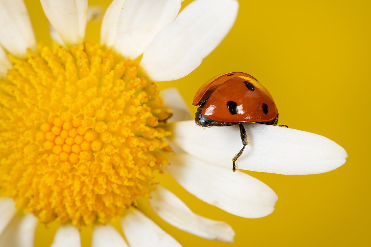 Get on board with all the latest nature news, wildlife events, fun facts, seasonal photography and special offers from Cheshire Wildlife Trust with our weekly newsletter! 🐞💌 cheshirewildlifetrust.org.uk/e-newsletter