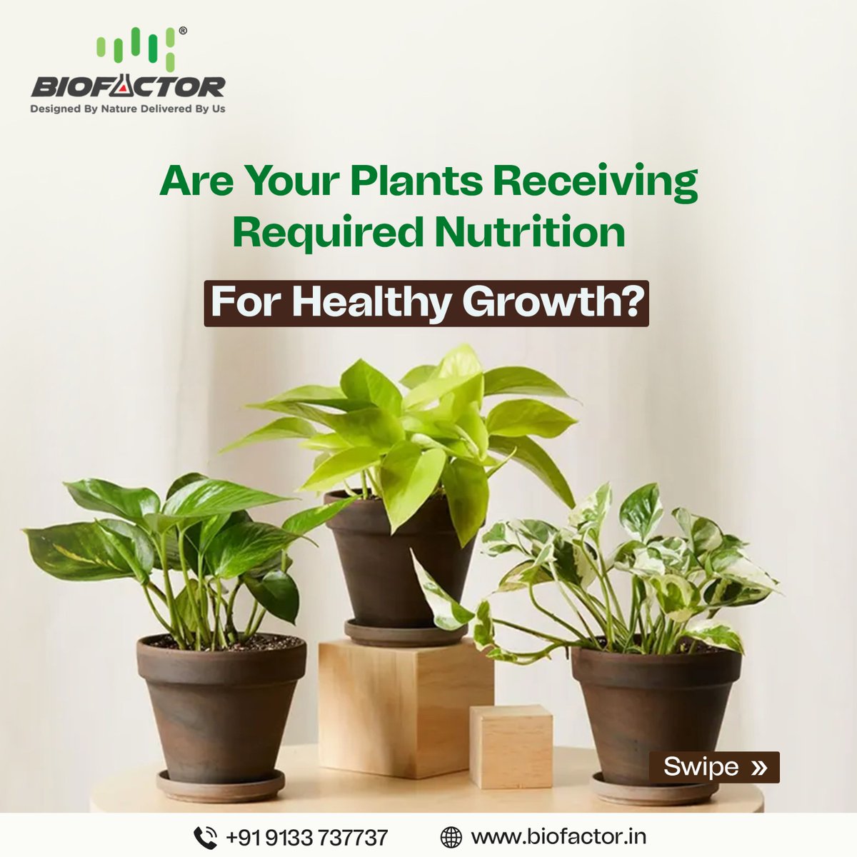 BiofactorIndia's tweet image. Wondering if your #plants are getting the #nutrients they need? 🌱 Choose #Biofactor's organic #biofertilizer "Eight Petals" for vibrant, healthy #growth of plants! 🌿Scan the QR code to order from #Amazon!
.
.
#indoorplants #planttips #homegardening #EightPetals #healthyplants