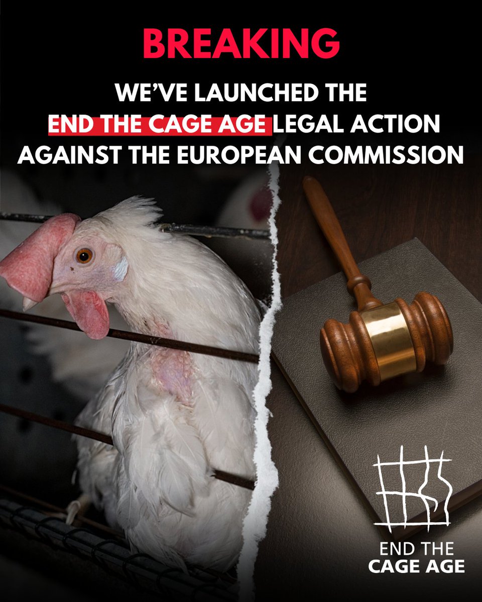 🚨 BREAKING: We've launched the #EndTheCageAge legal action against the European Commission. It broke its promise to ban cruel caged farming and we won't rest until every cage is an empty cage. Show your support by sharing and tagging President @vonderleyen.