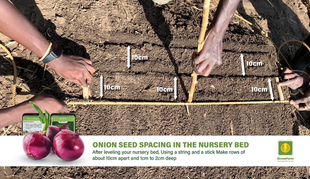 What are some of the local practices of sowing onion seeds in your respective communities? Let us know from the FARMERS FORUM here: play.google.com/store/apps/det… #advisory #farmingguide