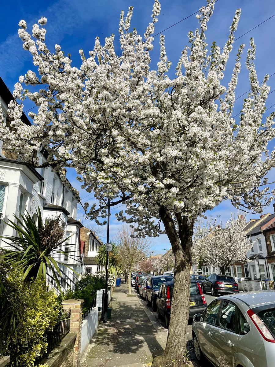 ChiswickCafe's tweet photo. #ActonGreen #Chiswick ๐ธ ๐ผ โ๏ธ https://t.co/sed2uWyq8U