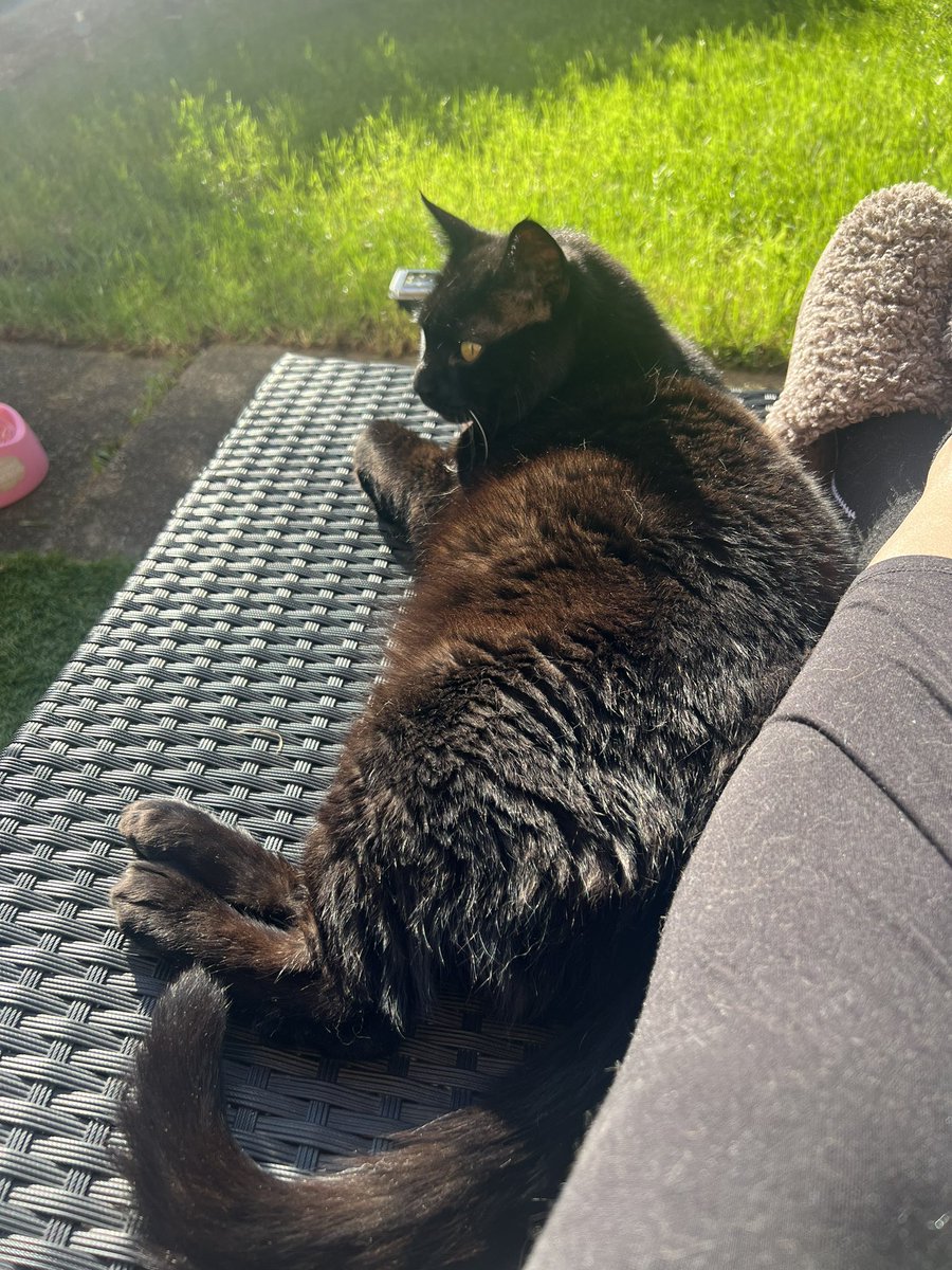 willowshirley's tweet photo. @KittensCam Definitely, I’ve had Lola (right photo) 14 years now and just took on another black cat who was homeless and I’ve called him Bailey 😻 https://t.co/B4qPTUmQo1