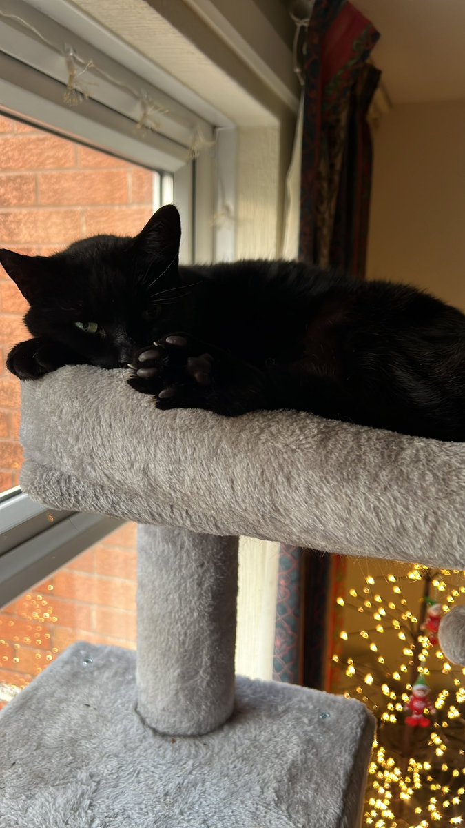 willowshirley's tweet photo. @KittensCam Definitely, I’ve had Lola (right photo) 14 years now and just took on another black cat who was homeless and I’ve called him Bailey 😻 https://t.co/B4qPTUmQo1