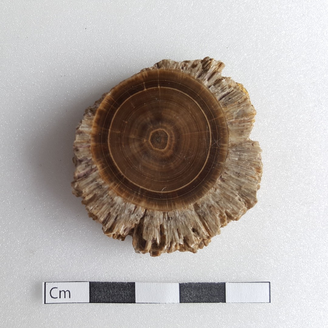 BuxtonMuseum's tweet photo. #MineralMonday⛏️

It might be known as #Oakstone, but there is no fossilised wood in this specimen. 🤯 #Geology

This polished piece of Stalactitic Barite was quarried just to the south of the #PrehistoricMonument of #ArborLow. 👷🌄 #BuxtonMuseumCollection #YourMuseumCollection https://t.co/XftYXwbWpS