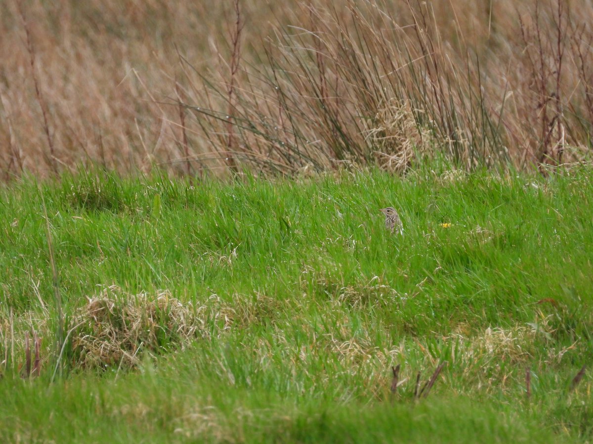 Couldn’t resist any longer but luckily everyone did the decent thing and decided to stay one more day. My First Lesser Scaup at Leighton Moss and Richard’s Pipit in Ulverston. Plus Ring-necked Duck, Bearded Tit, Marsh Harriers, first Chiffs and the constant booming of Bitterns.