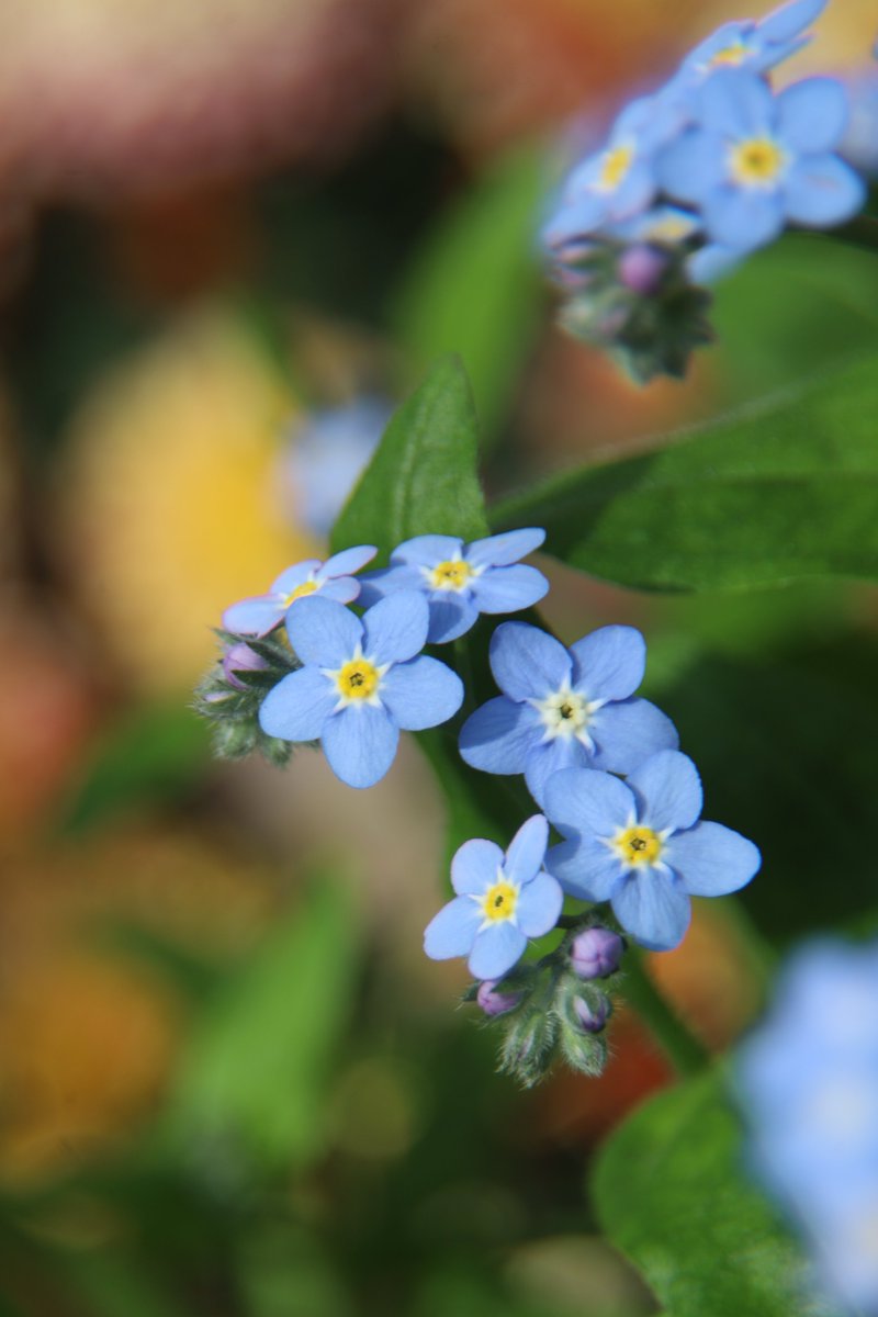 Forget-me-nots 😇