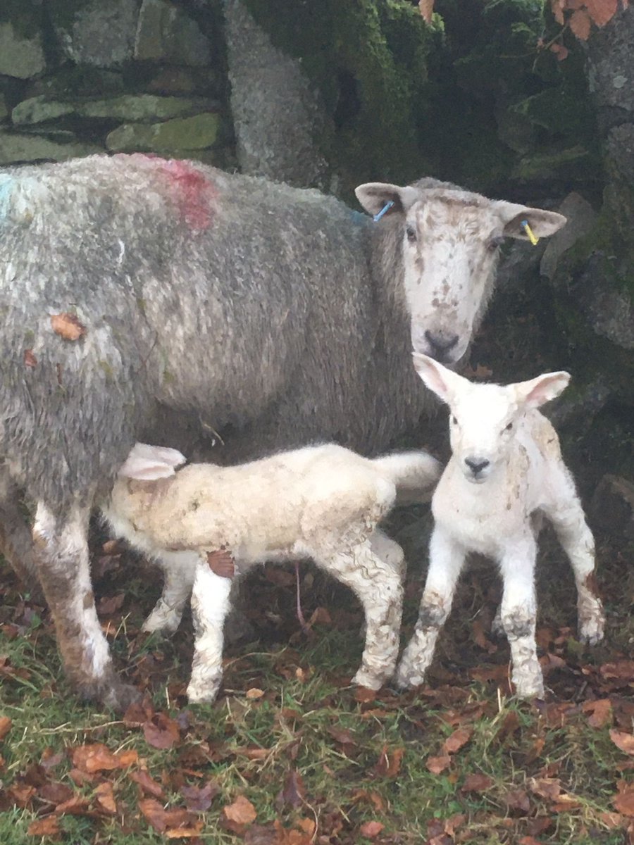 Remember Billy Ewelish? Well this morning she’s the proudest mother to twins 🤗#2020throwback #lambing2024 #billieeilish