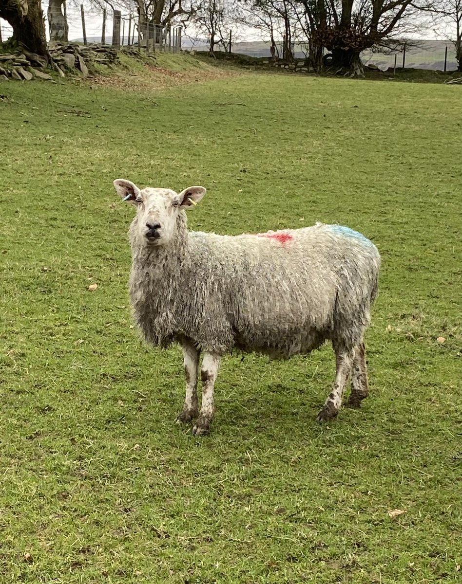 brutensbangers's tweet photo. Remember Billy Ewelish? Well this morning she’s the proudest mother to twins 🤗#2020throwback #lambing2024 #billieeilish https://t.co/StWxThdfQM