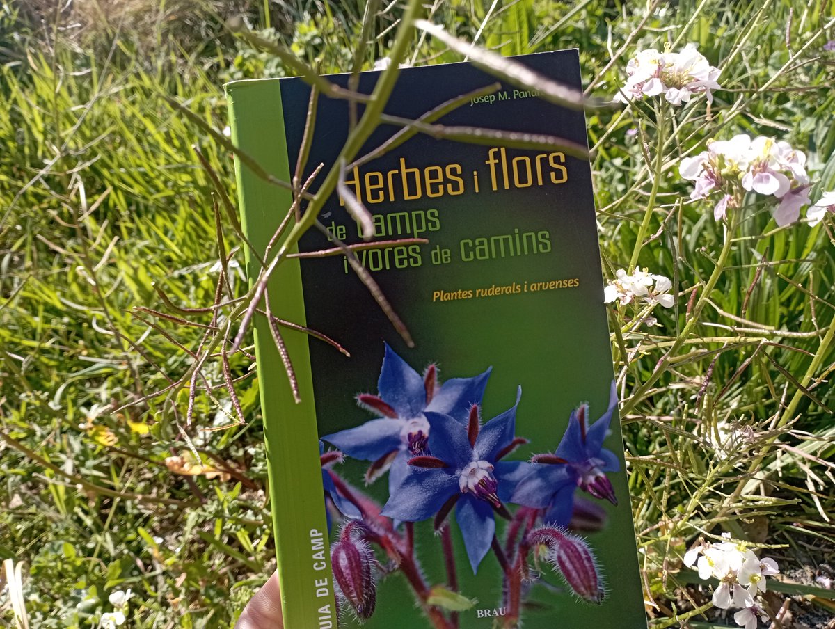 🌱Aquesta guia recull 364 plantes que inclouen  fotografies, dibuixos i un text clar amb informació d’interès, dirigida a tots els públics, des d’estudiants fins a professionals.

👉espai31.cat/llibres/herbes…

<a href="/brauedicions/">brauedicions</a> #llibreriaambulant