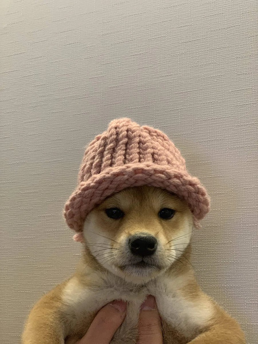 🚨SOLD🚨

On November 17, 2018, Achi's owners captured him in an endearing hat on camera. It went viral, ultimately becoming a meme and mascot for the meme coin $wif. 

Today, that image was collected by Gigantic Rebirth Ventures on FND for 1,210.759 ETH (4.3 Mil)!