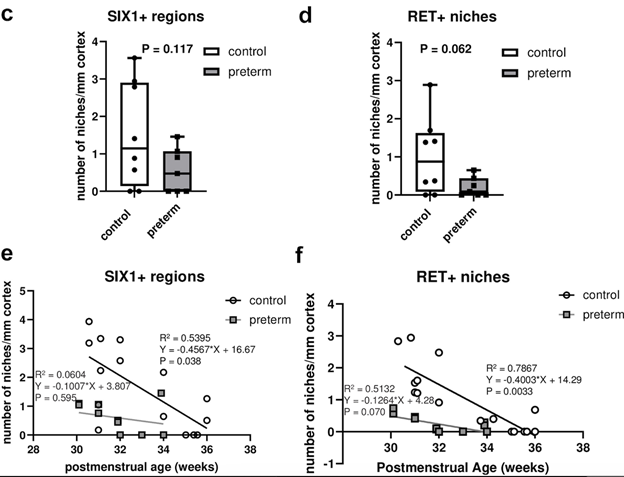 ckd_ce's tweet photo. 12) Molecular Assessment of #Nephrogenesis
๐Experimental samples showed molecular evidence of nephrogenesis but โฌ vs controls
๐๐ #SIX1 (marker of progenitor nephrons) and #RET1 (marker of ureteric bud) expressions โฌ๏ธ with increasing PMA, ceasing 2 weeks before controls. https://t.co/YJlZlft3mo