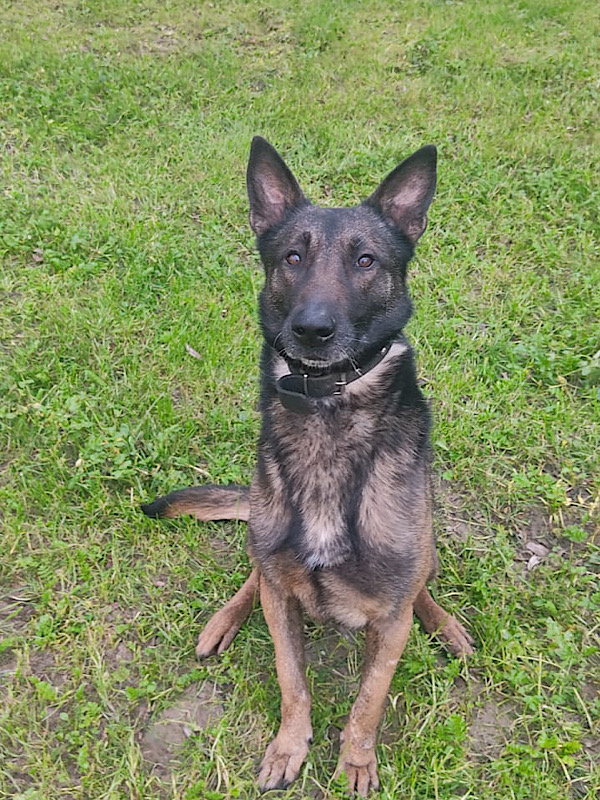 policia's tweet photo. Este es Muro, un valiente agente canino👮🏻🐶 que ha tenido que dejar su carrera debido a un accidente  

Si estás buscando un compañero leal y amoroso, que esté listo para llenar tu hogar de alegría😊esta es tu señal💙👉https://t.co/QVRZscQO4X

#AdoptaNoCompres 
#AdoptaK9 https://t.co/xsp2ORdmLm