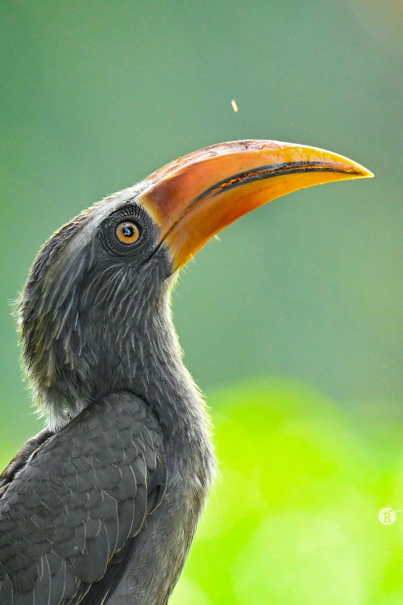 Few portraits of bird images. Flame-throated bulbul ,Fairy bluebird,Indian peafowl & Malabar grey hornbill #birdphotography #birdwatching #rathikaramasamy