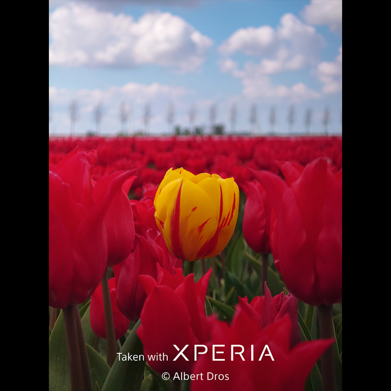 sonyxperia's tweet photo. Capture the beauty of life in bloom! Today marks the Spring Equinox and the daytime hours getting longer. Like @albertdrosphoto, take your Xperia outdoors and capture a carnival of colour this season!

#Sony #Xperia #SonyXperia #TakenWithXperia #SpringEquinoxDay