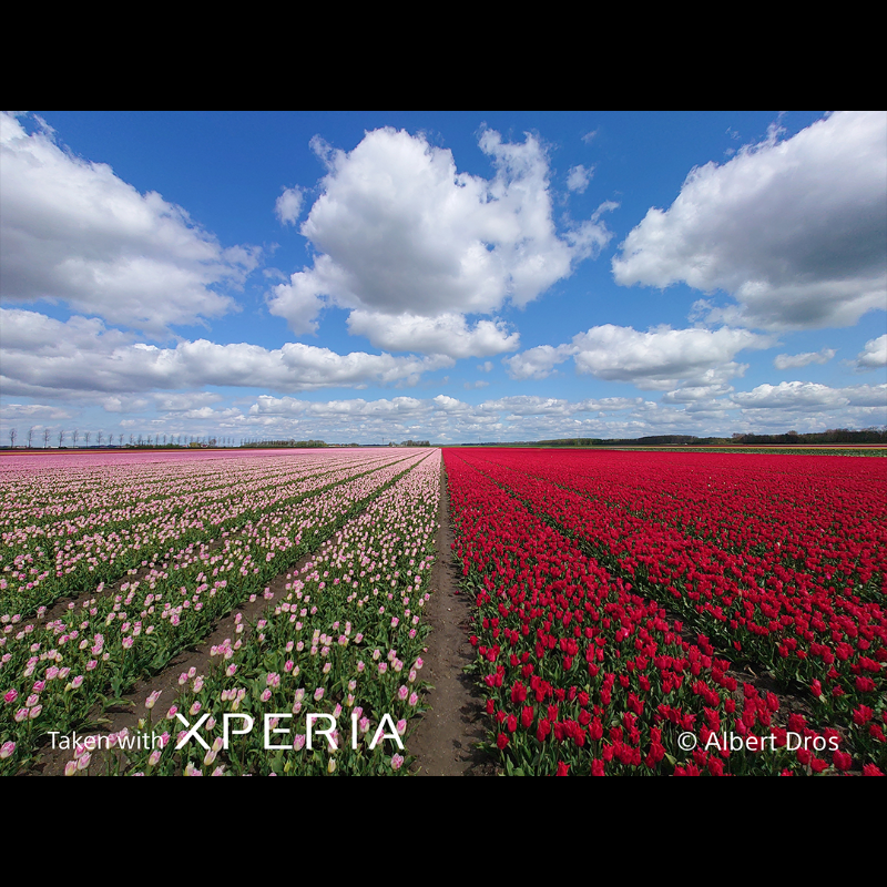 sonyxperia's tweet photo. Capture the beauty of life in bloom! Today marks the Spring Equinox and the daytime hours getting longer. Like @albertdrosphoto, take your Xperia outdoors and capture a carnival of colour this season!

#Sony #Xperia #SonyXperia #TakenWithXperia #SpringEquinoxDay
