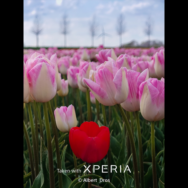 sonyxperia's tweet photo. Capture the beauty of life in bloom! Today marks the Spring Equinox and the daytime hours getting longer. Like @albertdrosphoto, take your Xperia outdoors and capture a carnival of colour this season!

#Sony #Xperia #SonyXperia #TakenWithXperia #SpringEquinoxDay