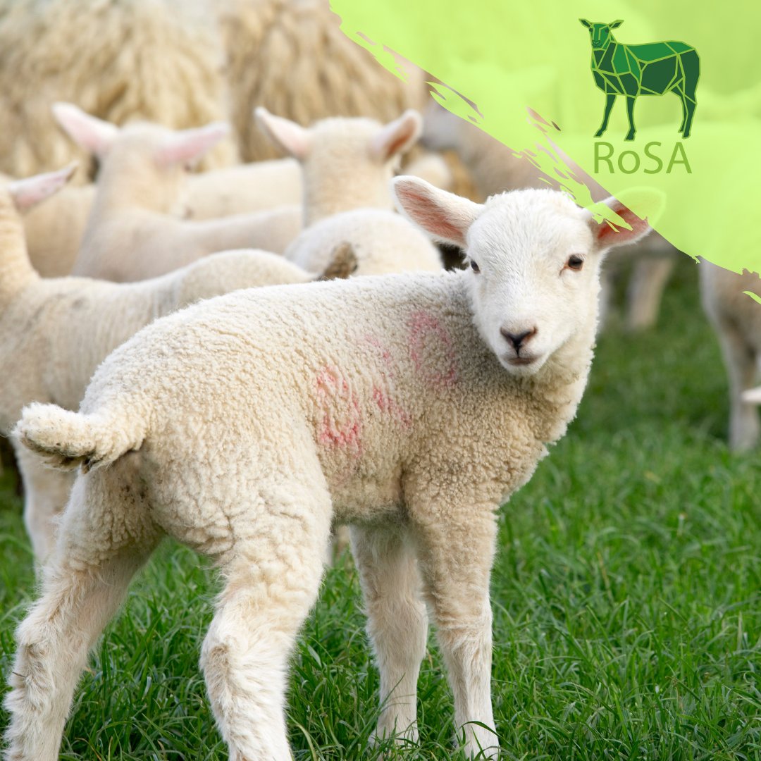 The current RoSA membership year runs 1 June 2023 to 31 May 2024 🐑

Not sure how many points you currently have?⭐️

Check the list of activities included here⤵
sheepadvisers.co.uk/member-login

Alternatively request a list of logged activities by emailing sheepadvisers@basis-reg.co.uk