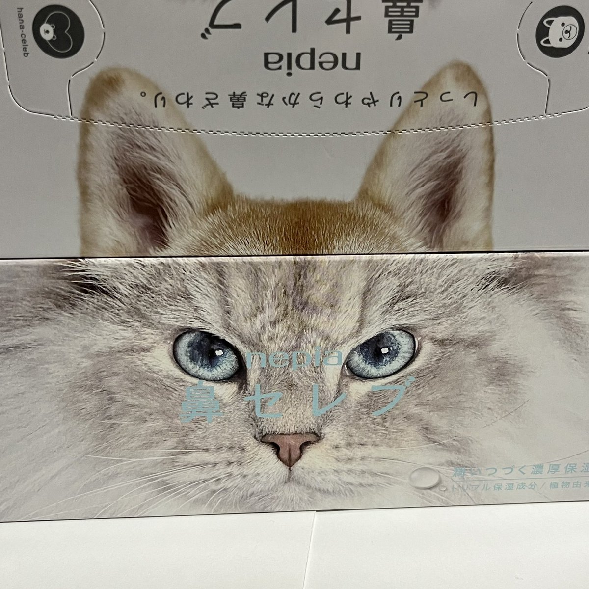 quo_re's tweet photo. 鼻セレブのペットパッケージ、在庫を発見...！可愛い...そして可愛い...！ https://t.co/Rtu4q1bNA5