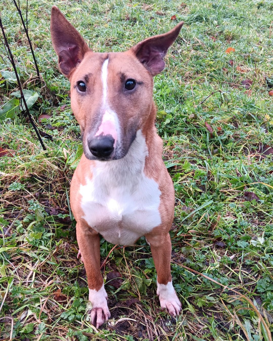 Ispca rehoming store