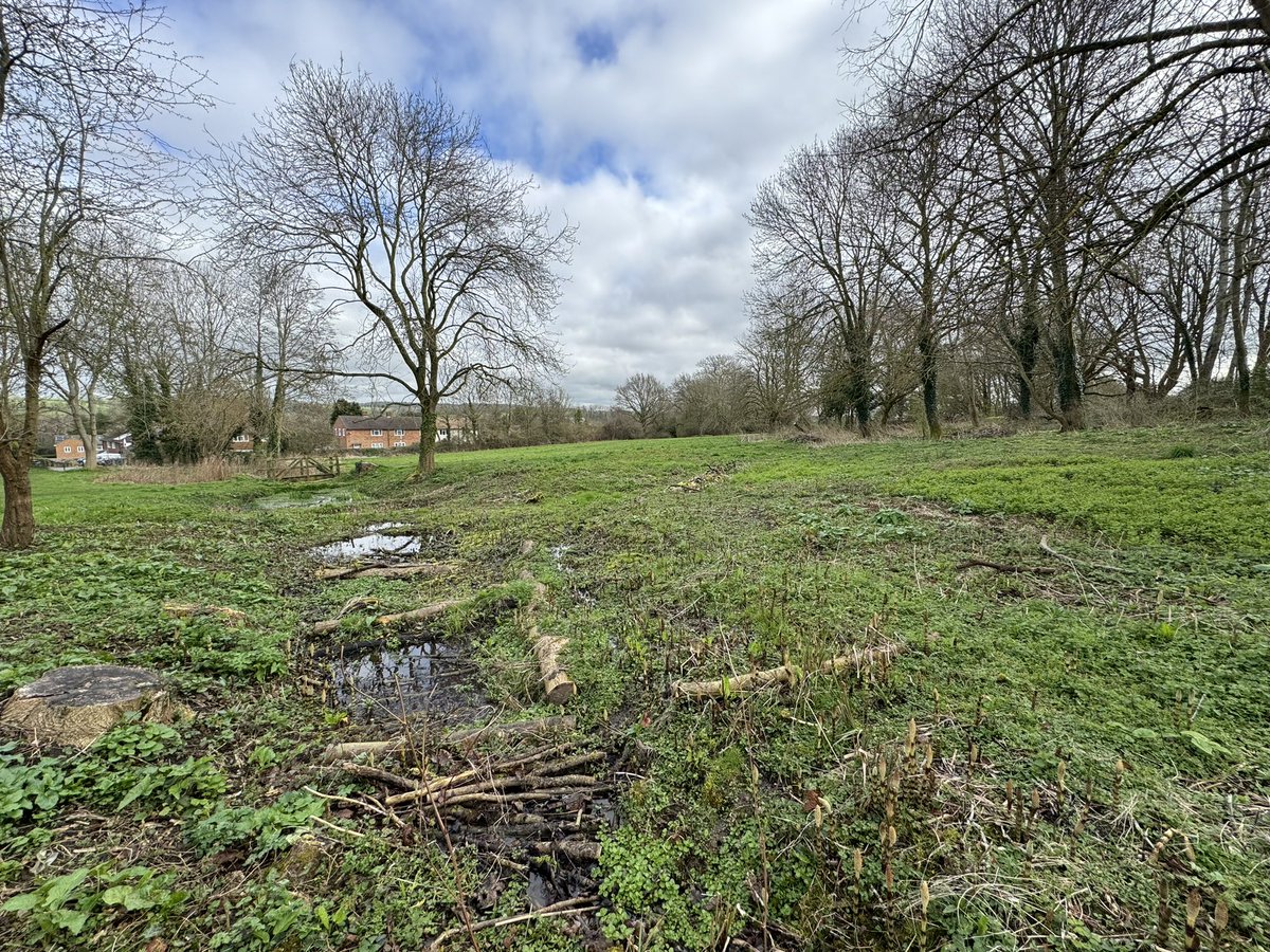 Lots of great work by the city’s volunteers and  @ODS_doinggood countryside team sees dunstan park really starting to play its part in the city’s biodiversity. More to be done but it’s going the right way. Lots of work to rewet  the vital fen habitat in the park.