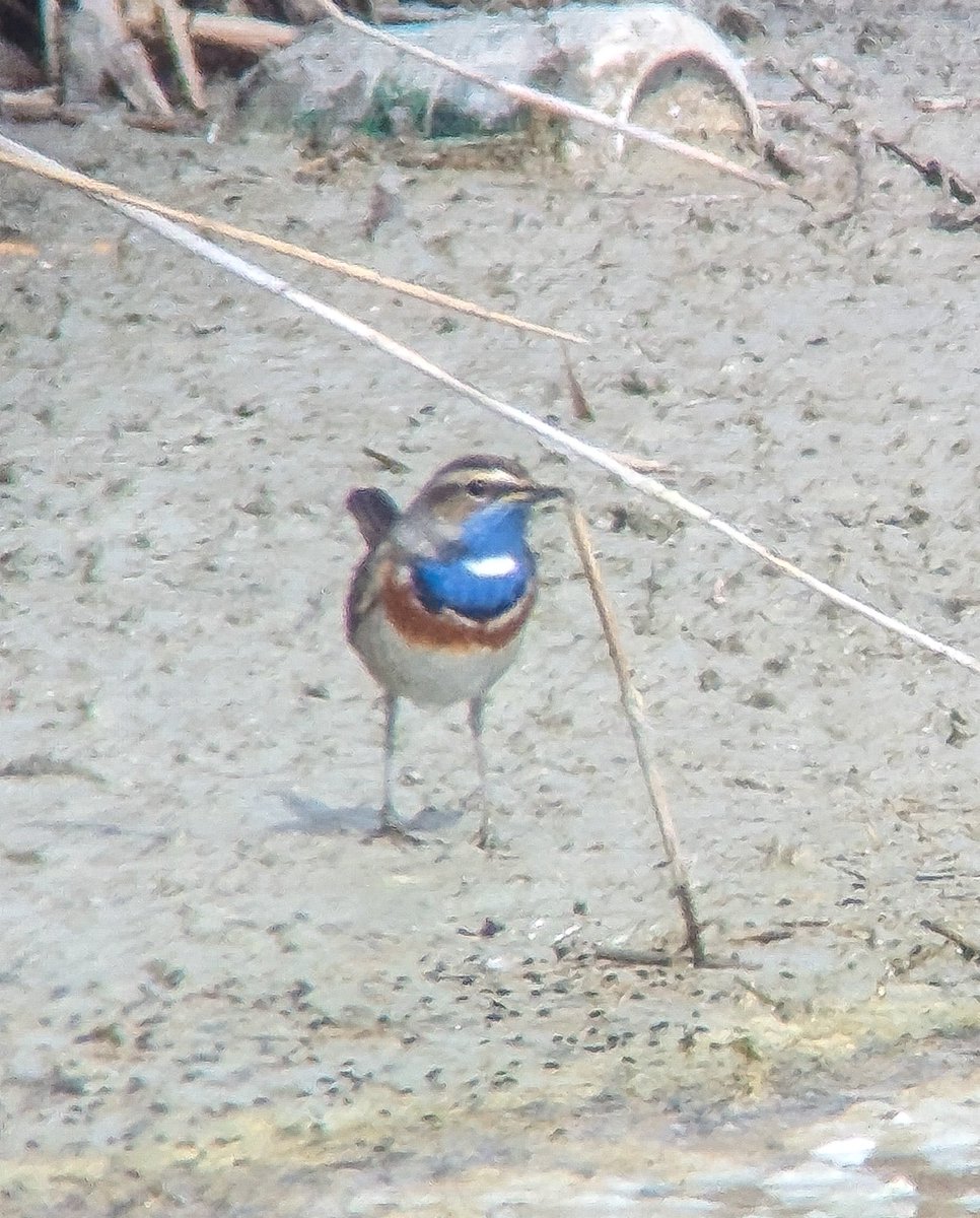 A good day yesterday at the Ebro Delta, plenty of great birds including this Bluethroat to make up for the foggy weather
