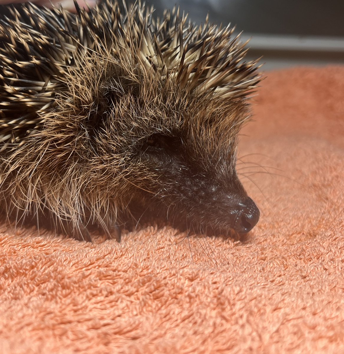 NEW ADMISSION: Spring

This little boy was found out in the day yesterday. He is dehydrated and has just had some subcut fluid. He’s an absolute sweetheart so fingers crossed for him. 
#hedgehoglover #hedgehognation #hedgehog #hedgehoglove #hedgehoglife #hedgehogrescue