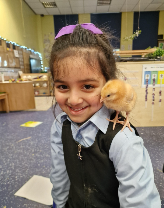 shipley_ce's tweet photo. Reception will certainly be sad to see their new friends go! They've had great fun looking after the chicks over the last few weeks @WeAreBDAT #chick #chickens #grow #enquiry #engagement #learninghook #eyfs #provision https://t.co/kKx6NW9U7b
