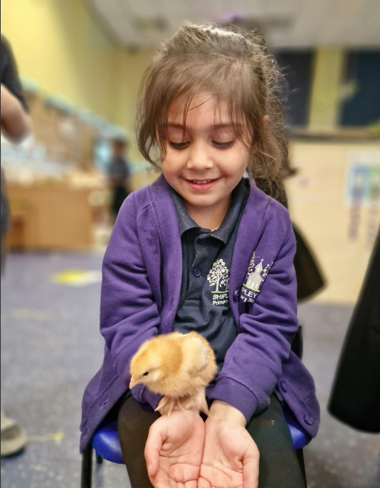shipley_ce's tweet photo. Reception will certainly be sad to see their new friends go! They've had great fun looking after the chicks over the last few weeks @WeAreBDAT #chick #chickens #grow #enquiry #engagement #learninghook #eyfs #provision https://t.co/kKx6NW9U7b